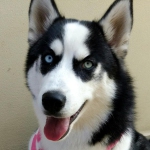 Husky Sincera Profile Picture